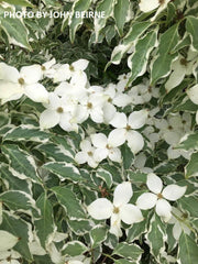 - Cornus kousa 'Wolf Eyes' Variegated Chinese Flowering Dogwood - Mr Maple │ Buy Japanese Maple Trees