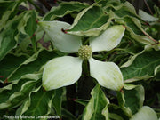 - Cornus kousa 'Wolf Eyes' Variegated Chinese Flowering Dogwood - Mr Maple │ Buy Japanese Maple Trees
