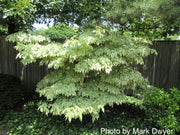- Cornus kousa 'Wolf Eyes' Variegated Chinese Flowering Dogwood - Mr Maple │ Buy Japanese Maple Trees