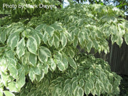 - Cornus kousa 'Wolf Eyes' Variegated Chinese Flowering Dogwood - Mr Maple │ Buy Japanese Maple Trees