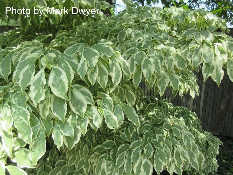 - Cornus kousa 'Wolf Eyes' Variegated Chinese Flowering Dogwood - Mr Maple │ Buy Japanese Maple Trees