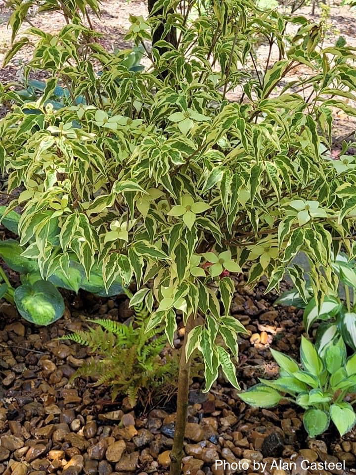- Cornus kousa 'Wolf Eyes' Variegated Chinese Flowering Dogwood - Mr Maple │ Buy Japanese Maple Trees