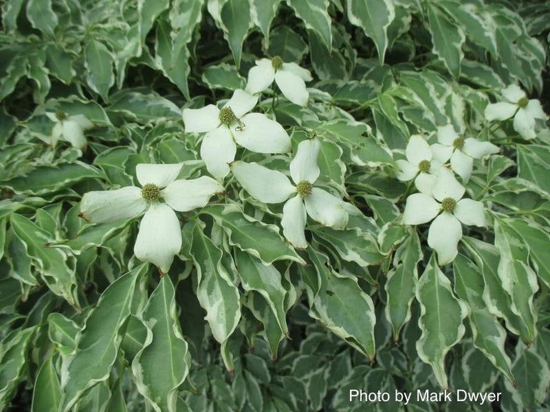 - Cornus kousa 'Wolf Eyes' Variegated Chinese Flowering Dogwood - Mr Maple │ Buy Japanese Maple Trees
