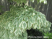 - Cornus kousa 'Wolf Eyes' Variegated Chinese Flowering Dogwood - Mr Maple │ Buy Japanese Maple Trees