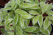 - Cornus kousa 'Wolf Eyes' Variegated Chinese Flowering Dogwood - Mr Maple │ Buy Japanese Maple Trees