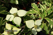 - Cornus kousa 'Wolf Eyes' Variegated Chinese Flowering Dogwood - Mr Maple │ Buy Japanese Maple Trees