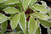- Cornus kousa 'Wolf Eyes' Variegated Chinese Flowering Dogwood - Mr Maple │ Buy Japanese Maple Trees