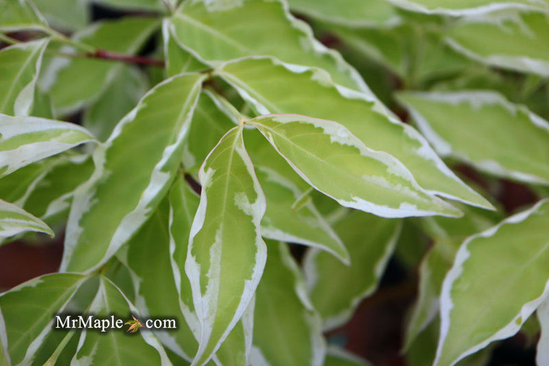 - Cornus kousa 'Wolf Eyes' Variegated Chinese Flowering Dogwood - Mr Maple │ Buy Japanese Maple Trees