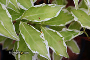 - Cornus kousa 'Wolf Eyes' Variegated Chinese Flowering Dogwood - Mr Maple │ Buy Japanese Maple Trees