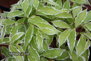 - Cornus kousa 'Wolf Eyes' Variegated Chinese Flowering Dogwood - Mr Maple │ Buy Japanese Maple Trees