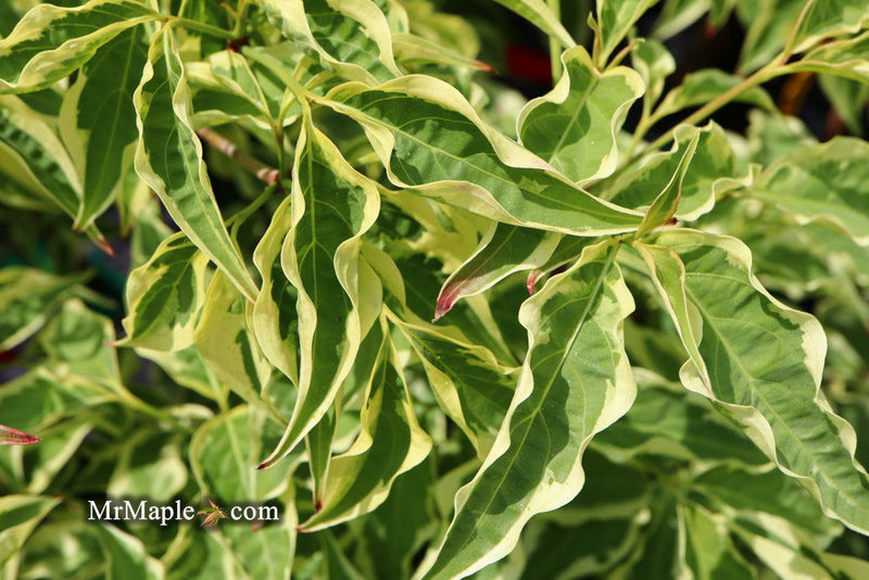 - Cornus kousa 'Wolf Eyes' Variegated Chinese Flowering Dogwood - Mr Maple │ Buy Japanese Maple Trees