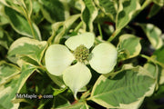 - Cornus kousa 'Wolf Eyes' Variegated Chinese Flowering Dogwood - Mr Maple │ Buy Japanese Maple Trees