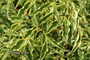 - Cornus kousa 'Wolf Eyes' Variegated Chinese Flowering Dogwood - Mr Maple │ Buy Japanese Maple Trees