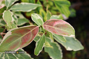 - Cornus kousa 'Wolf Eyes' Variegated Chinese Flowering Dogwood - Mr Maple │ Buy Japanese Maple Trees