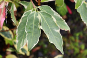 - Cornus kousa 'Wolf Eyes' Variegated Chinese Flowering Dogwood - Mr Maple │ Buy Japanese Maple Trees
