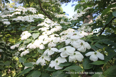- Cornus kousa x 'Aurora' Chinese Dogwood - Mr Maple │ Buy Japanese Maple Trees