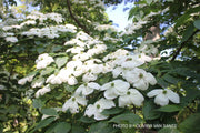 - Cornus kousa x 'Aurora' Chinese Dogwood - Mr Maple │ Buy Japanese Maple Trees