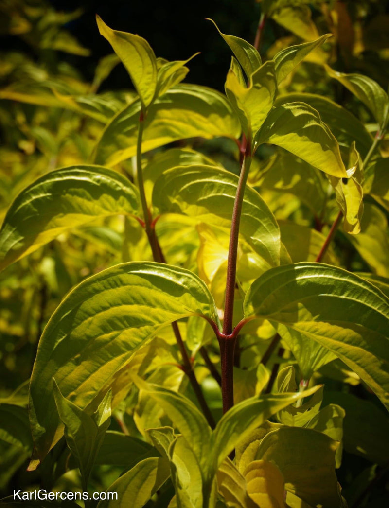 - Cornus mas 'Aurea' Golden Cornelian Cherry Dogwood - Mr Maple │ Buy Japanese Maple Trees