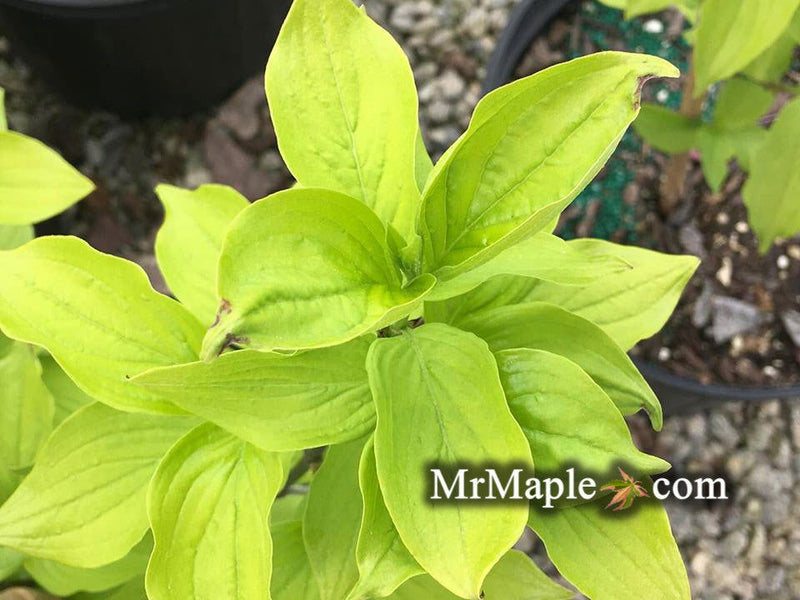 - Cornus mas 'Aurea' Golden Cornelian Cherry Dogwood - Mr Maple │ Buy Japanese Maple Trees