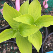 - Cornus mas 'Aurea' Golden Cornelian Cherry Dogwood - Mr Maple │ Buy Japanese Maple Trees