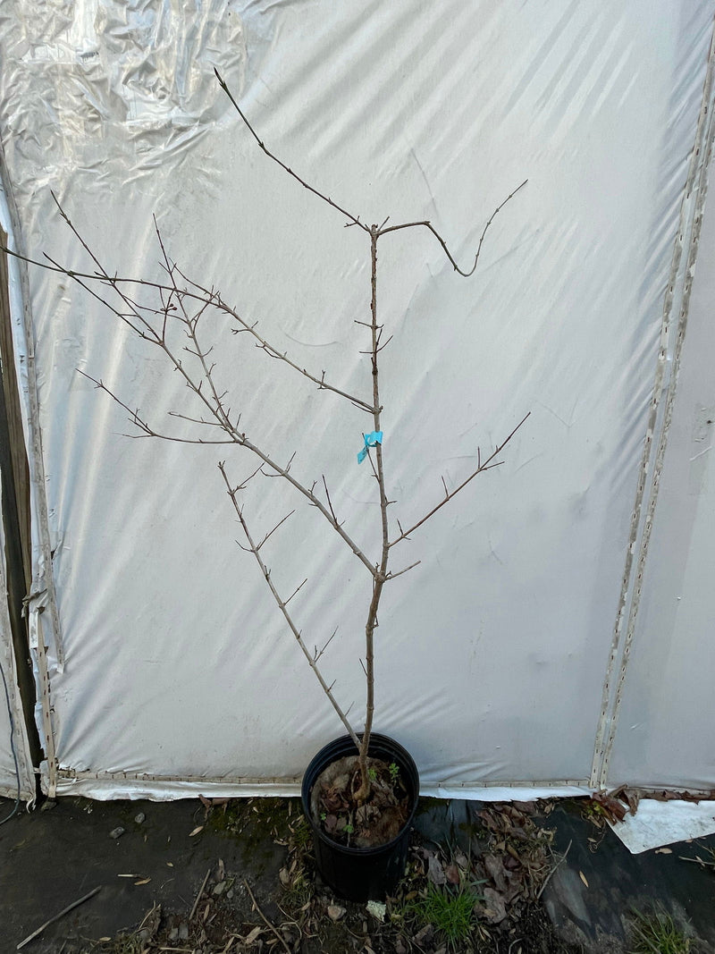 - Cornus mas 'Helen' Sweet Tasting Cornelian Cherry Dogwood - Mr Maple │ Buy Japanese Maple Trees