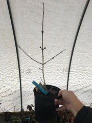 - Cornus mas ‘Pyramidalis’ Cornelian Cherry Dogwood - Mr Maple │ Buy Japanese Maple Trees