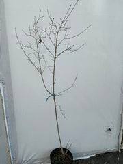 - Cornus mas 'Violacea' Purple Fruit Cornelian Cherry Dogwood - Mr Maple │ Buy Japanese Maple Trees