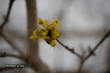 - Cornus mas 'Violacea' Purple Fruit Cornelian Cherry Dogwood - Mr Maple │ Buy Japanese Maple Trees