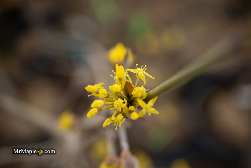 - Cornus mas 'Violacea' Purple Fruit Cornelian Cherry Dogwood - Mr Maple │ Buy Japanese Maple Trees