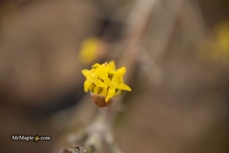- Cornus mas 'Violacea' Purple Fruit Cornelian Cherry Dogwood - Mr Maple │ Buy Japanese Maple Trees