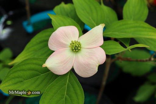 - Cornus n. x 'Eddie's White Wonder' Dogwood - Mr Maple │ Buy Japanese Maple Trees