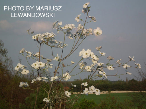 - Cornus n. x 'Eddie's White Wonder' Dogwood - Mr Maple │ Buy Japanese Maple Trees