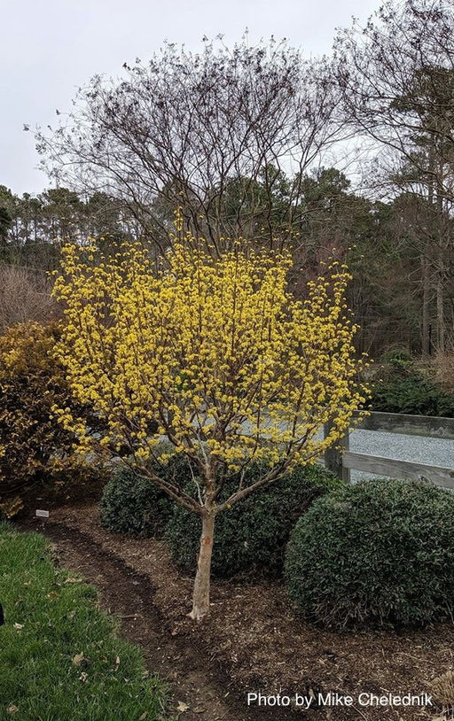 '- Cornus officinalis 'Kintoki' Yellow Flowering Cornelian Cherry Dogwood - Mr Maple │ Buy Japanese Maple Trees