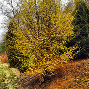 - Cornus officinalis 'Spring Glow' Cornelian Cherry Dogwood - Mr Maple │ Buy Japanese Maple Trees