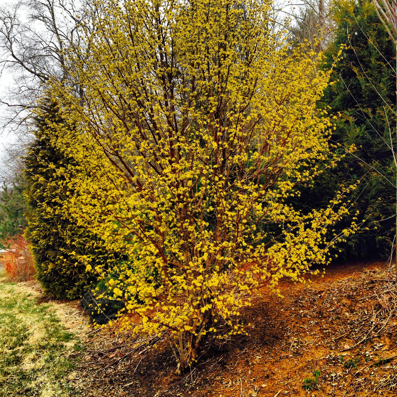 - Cornus officinalis 'Spring Glow' Cornelian Cherry Dogwood - Mr Maple │ Buy Japanese Maple Trees