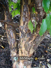 - Cornus officinalis 'Spring Glow' Cornelian Cherry Dogwood - Mr Maple │ Buy Japanese Maple Trees