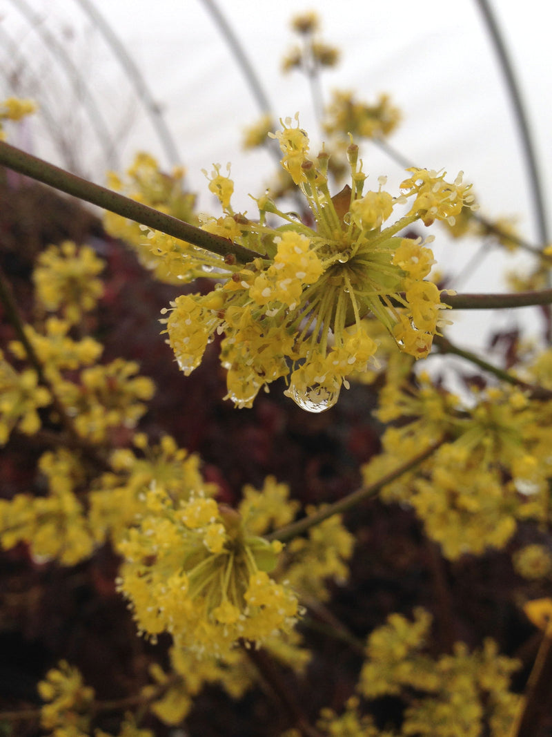 - Cornus officinalis 'Spring Glow' Cornelian Cherry Dogwood - Mr Maple │ Buy Japanese Maple Trees