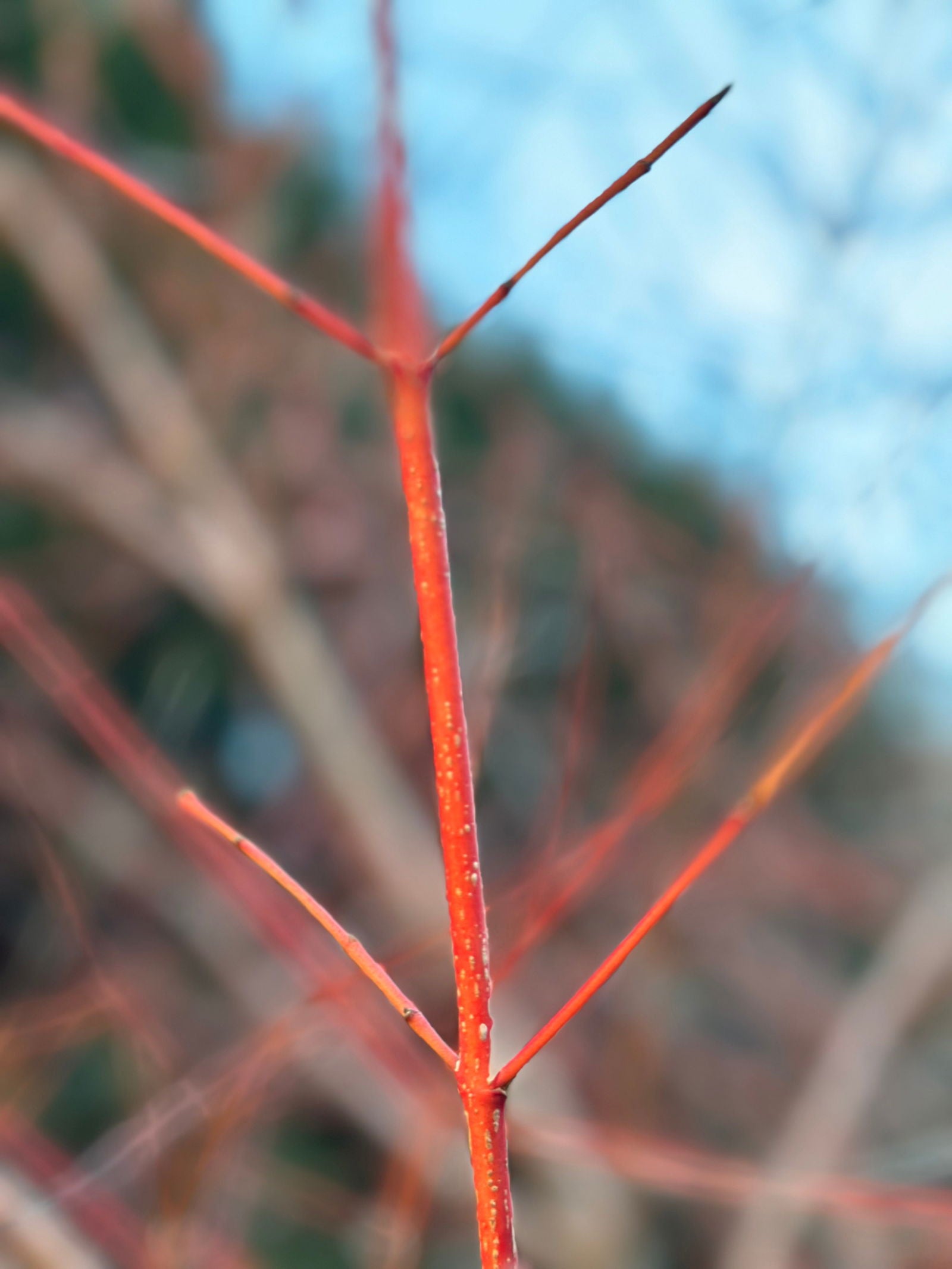 Biy Cornus sanguinea 'Anny's Winter Orange' Dwarf Bloodtwig