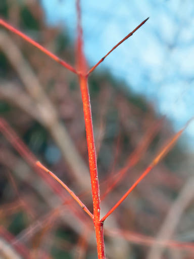 - Cornus sanguinea 'Anny's Winter Orange' Dwarf Bloodtwig Dogwood - Mr Maple │ Buy Japanese Maple Trees