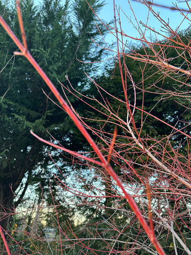 - Cornus sanguinea 'Anny's Winter Orange' Dwarf Bloodtwig Dogwood - Mr Maple │ Buy Japanese Maple Trees