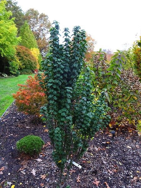 Biy Cornus sanguinea 'Compressa' Curly Leaf Dwarf Bloodtwig Dogwood — Mr  Maple │ Buy Japanese Maple Trees