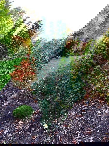 - Cornus sanguinea 'Compressa' Curly Leaf Dwarf Bloodtwig Dogwood - Mr Maple │ Buy Japanese Maple Trees