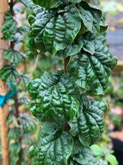 - Cornus sanguinea 'Compressa' Curly Leaf Dwarf Bloodtwig Dogwood - Mr Maple │ Buy Japanese Maple Trees