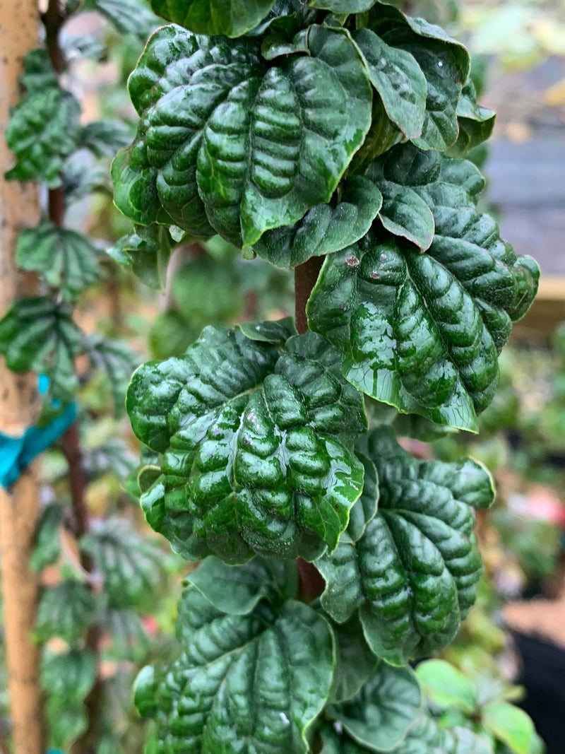 - Cornus sanguinea 'Compressa' Curly Leaf Dwarf Bloodtwig Dogwood - Mr Maple │ Buy Japanese Maple Trees