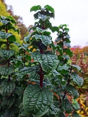 - Cornus sanguinea 'Compressa' Curly Leaf Dwarf Bloodtwig Dogwood - Mr Maple │ Buy Japanese Maple Trees