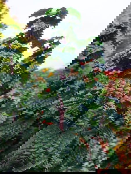 - Cornus sanguinea 'Compressa' Curly Leaf Dwarf Bloodtwig Dogwood - Mr Maple │ Buy Japanese Maple Trees