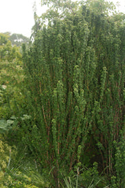 - Cornus sanguinea 'Compressa' Curly Leaf Dwarf Bloodtwig Dogwood - Mr Maple │ Buy Japanese Maple Trees