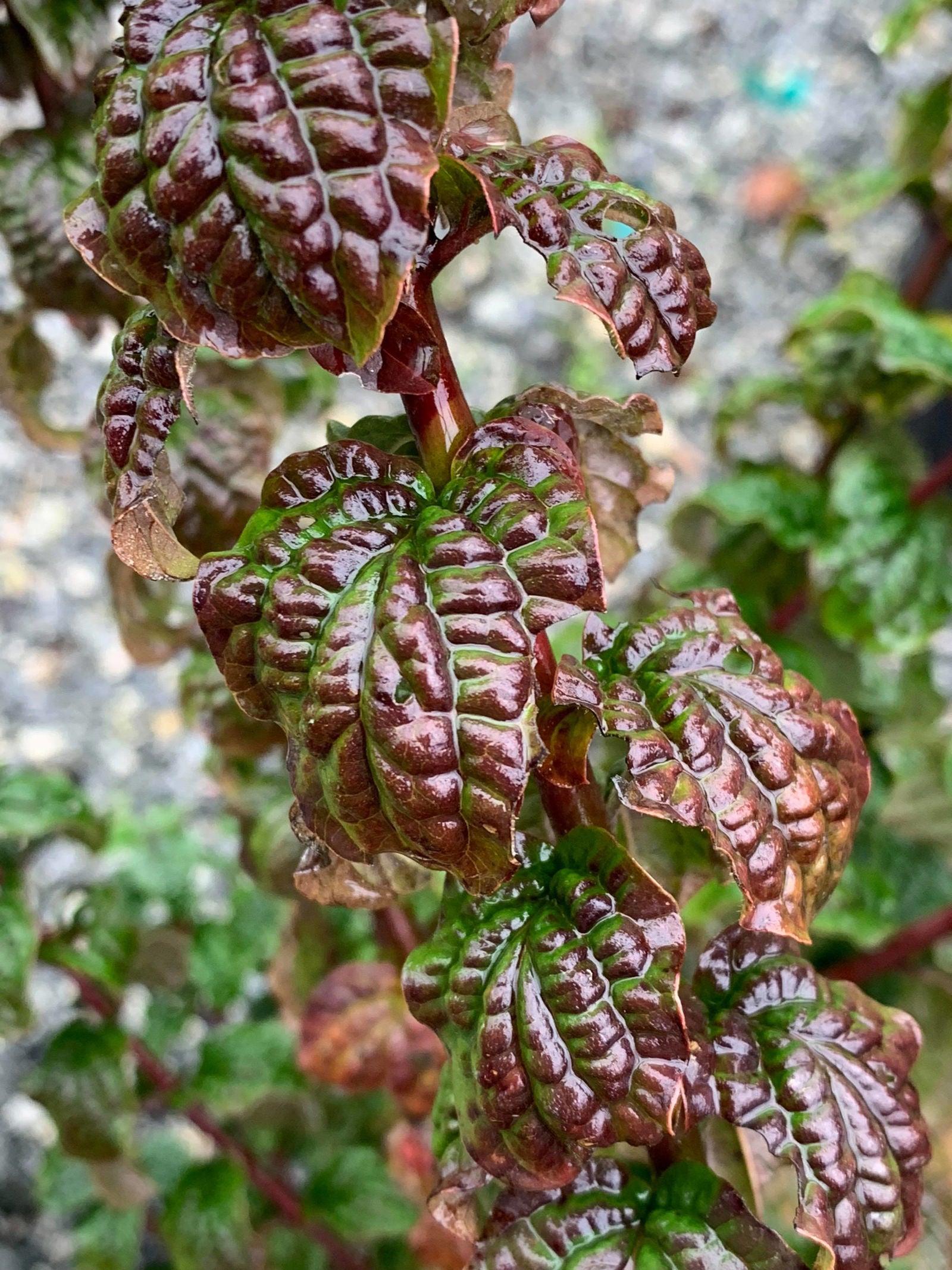 Mr Maple Cornus sanguinea 'Compressa' Dogwood