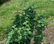 - Cornus sanguinea 'Compressa' Curly Leaf Dwarf Bloodtwig Dogwood - Mr Maple │ Buy Japanese Maple Trees