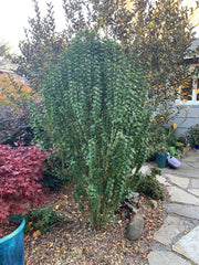 - Cornus sanguinea 'Compressa' Curly Leaf Dwarf Bloodtwig Dogwood - Mr Maple │ Buy Japanese Maple Trees